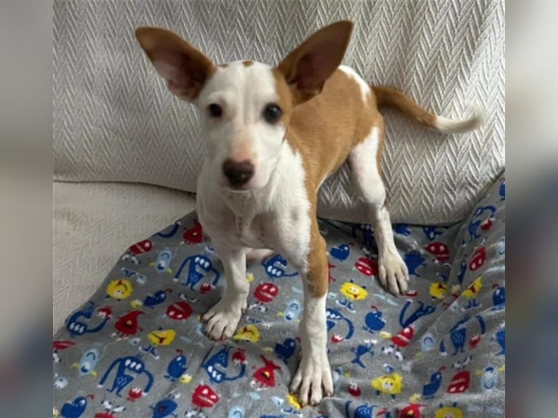 FLOREN - sehr lieber, aufgeweckter Podencobube