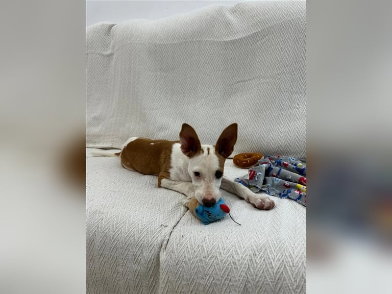 FLOREN - sehr lieber, aufgeweckter Podencobube