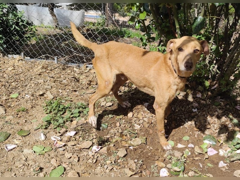 älterer Podenco-Bube sucht seine Menschen