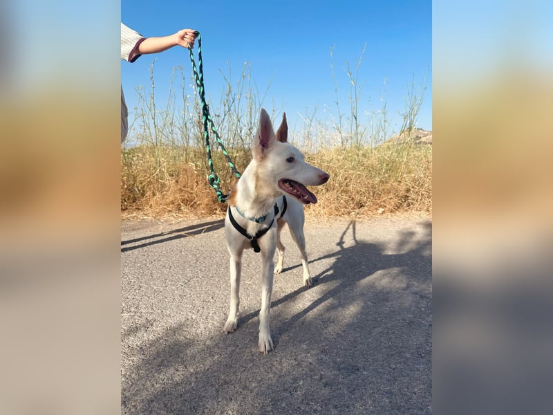 JUANI, w., kastr., Podenco-Mix, 44 cm, geb. 06/2022 (Düsseldorf)