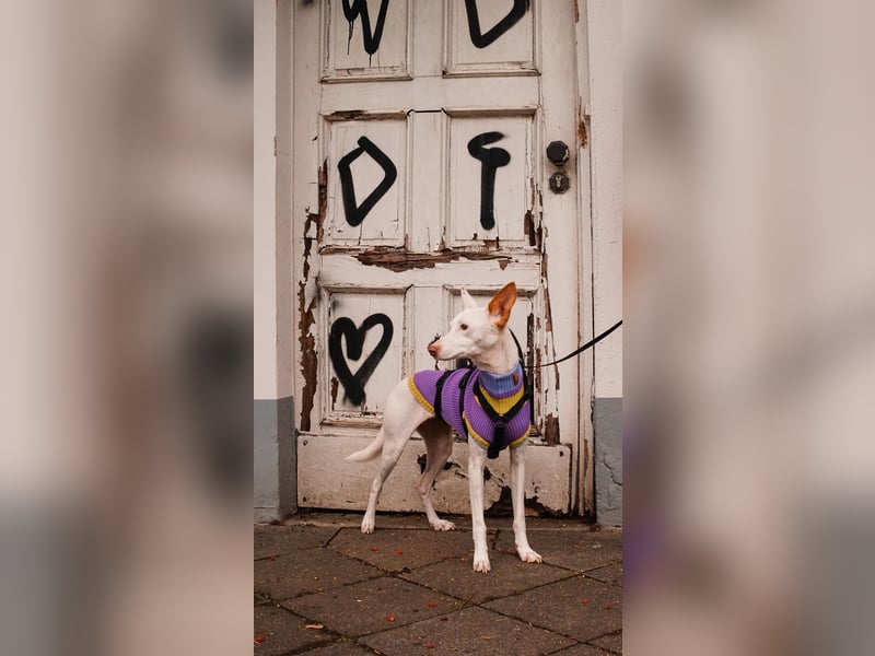 JUANI, w., kastr., Podenco-Mix, 44 cm, geb. 06/2022 (Düsseldorf)