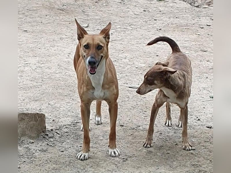 DULCE