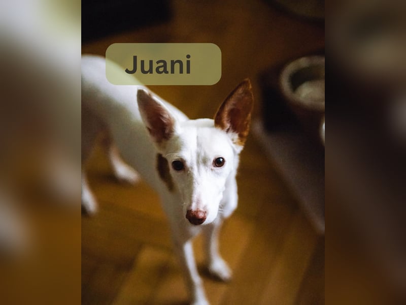 JUANI, w., kastr., Podenco-Mix, 44 cm, geb. 06/2022 (Düsseldorf)