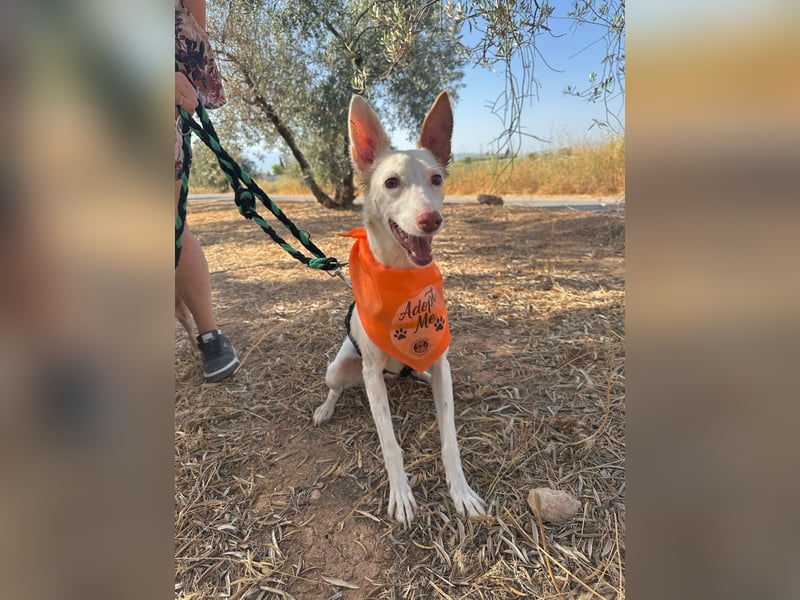 JUANI, w., kastr., Podenco-Mix, 44 cm, geb. 06/2022 (Düsseldorf)