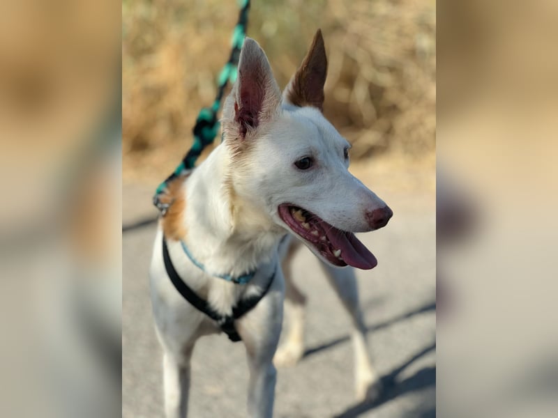 JUANI, w., kastr., Podenco-Mix, 44 cm, geb. 06/2022 (Düsseldorf)