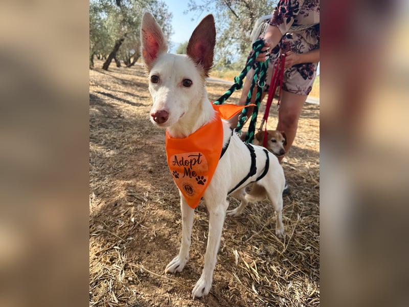 JUANI, w., kastr., Podenco-Mix, 44 cm, geb. 06/2022 (Düsseldorf)