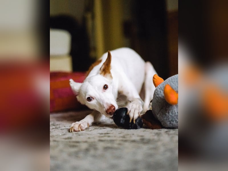 JUANI, w., kastr., Podenco-Mix, 44 cm, geb. 06/2022 (Düsseldorf)