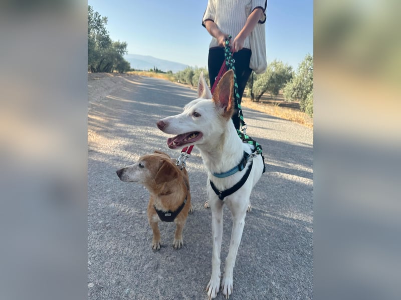 JUANI, w., kastr., Podenco-Mix, 44 cm, geb. 06/2022 (Düsseldorf)