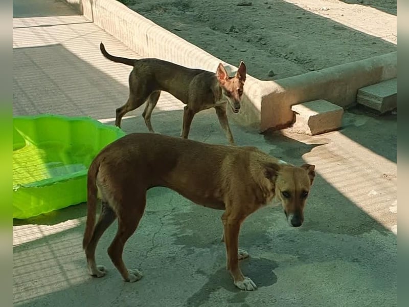 DULCE
