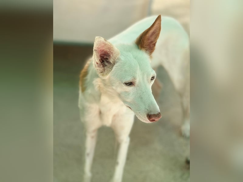 JUANI, w., kastr., Podenco-Mix, 44 cm, geb. 06/2022 (Düsseldorf)