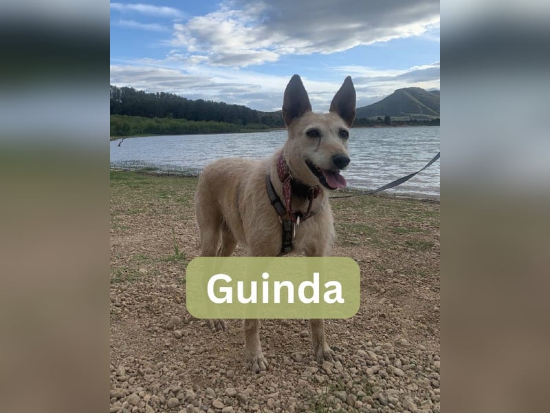 GUINDA GUINDA
