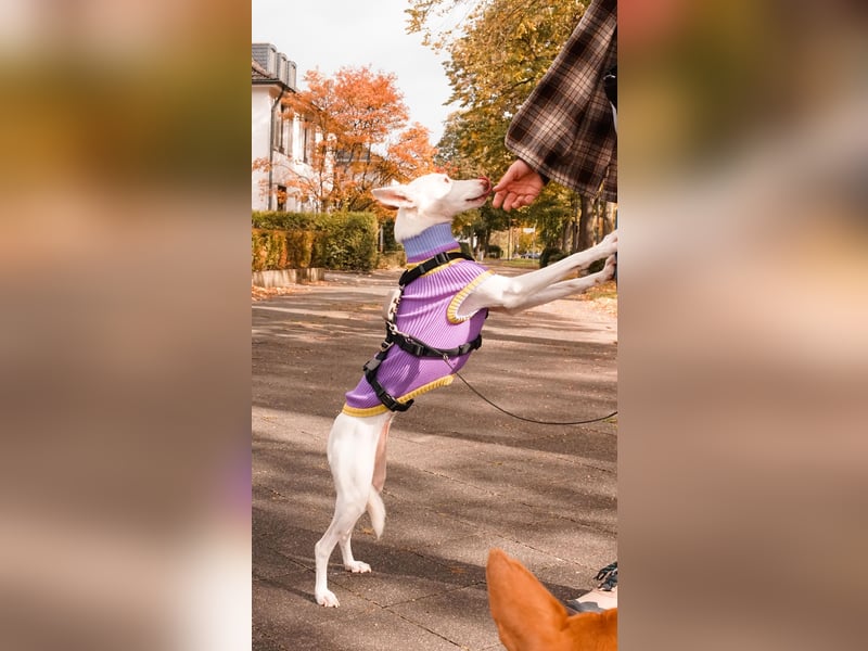 JUANI, w., kastr., Podenco-Mix, 44 cm, geb. 06/2022 (Düsseldorf)