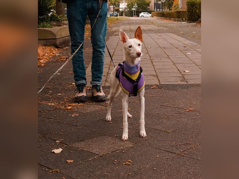 JUANI, w., kastr., Podenco-Mix, 44 cm, geb. 06/2022 (Düsseldorf)