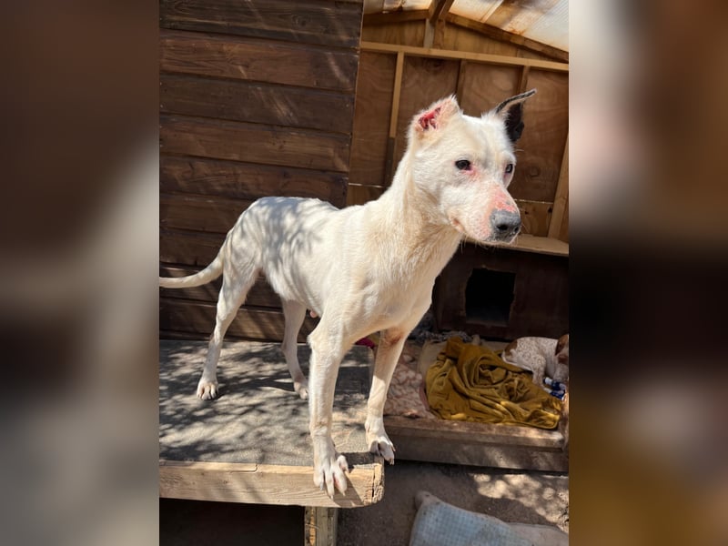 Nata – zartes Herz sucht liebevolles Zuhause