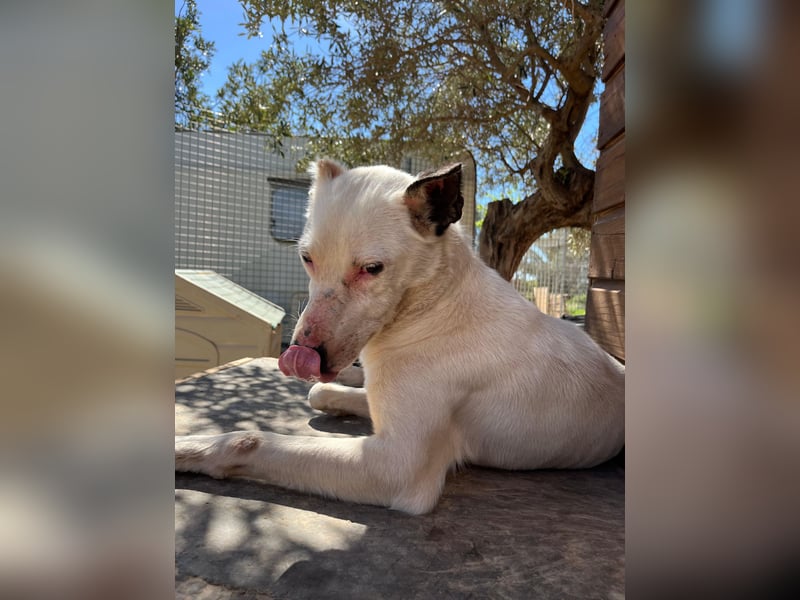 Nata – zartes Herz sucht liebevolles Zuhause