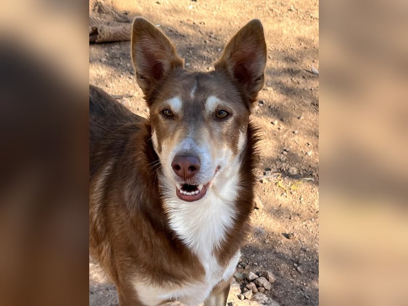 fröhlicher freundlicher agiler JACO