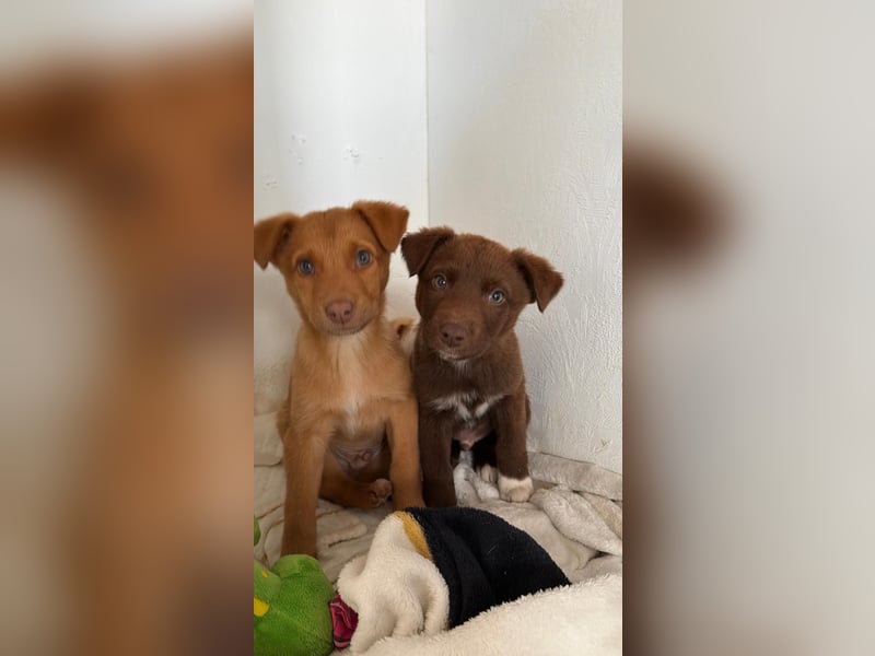 Muss Georg alleine im Tierheim zurück bleiben ?