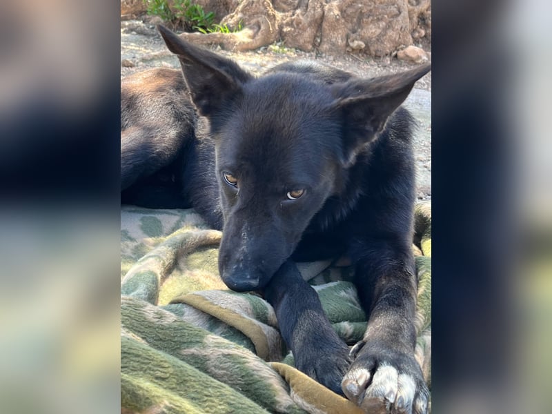 Unser Young Star TONI