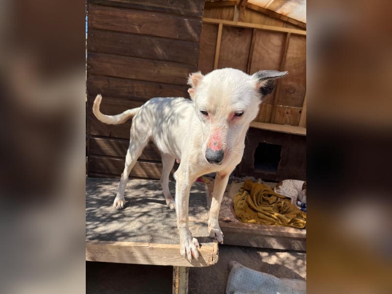 Nata – zartes Herz sucht liebevolles Zuhause