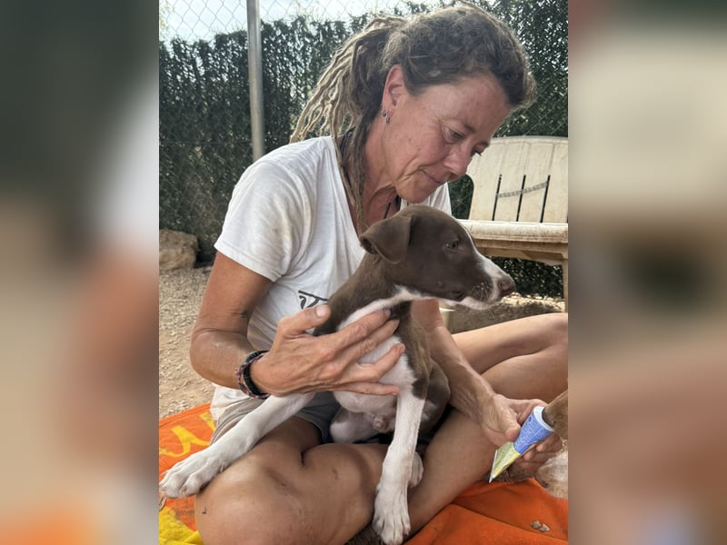 PEPE sucht liebevolles Zuhause