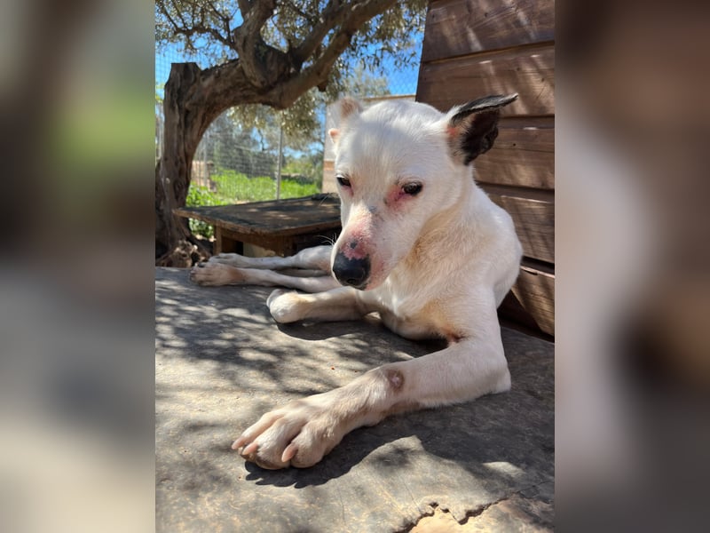 Nata – zartes Herz sucht liebevolles Zuhause