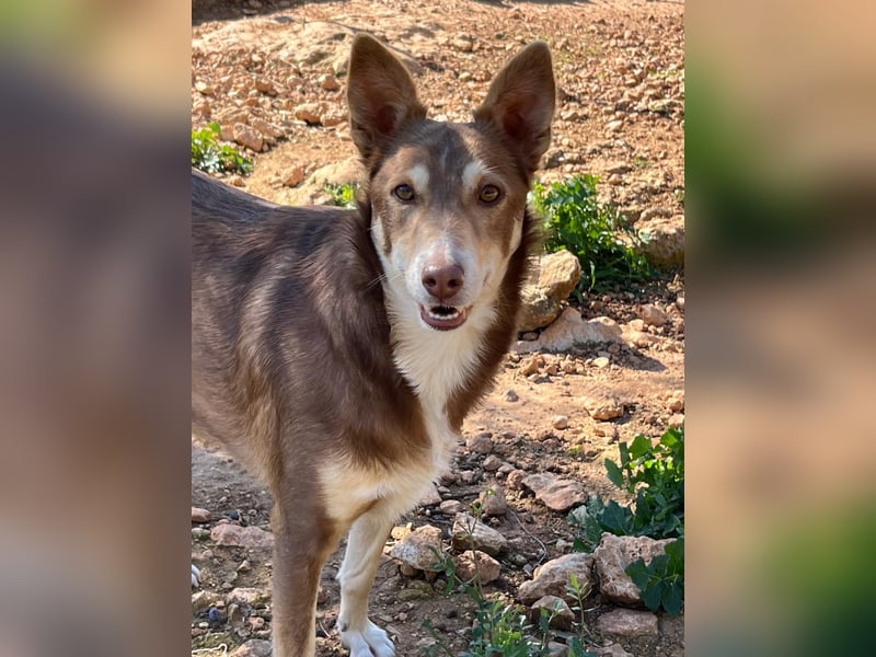 fröhlicher freundlicher agiler JACO