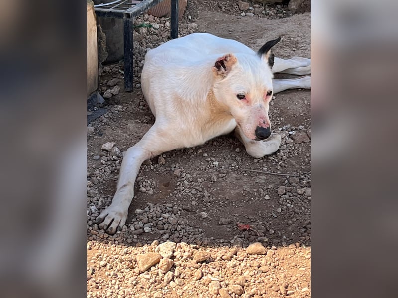 Nata – zartes Herz sucht liebevolles Zuhause