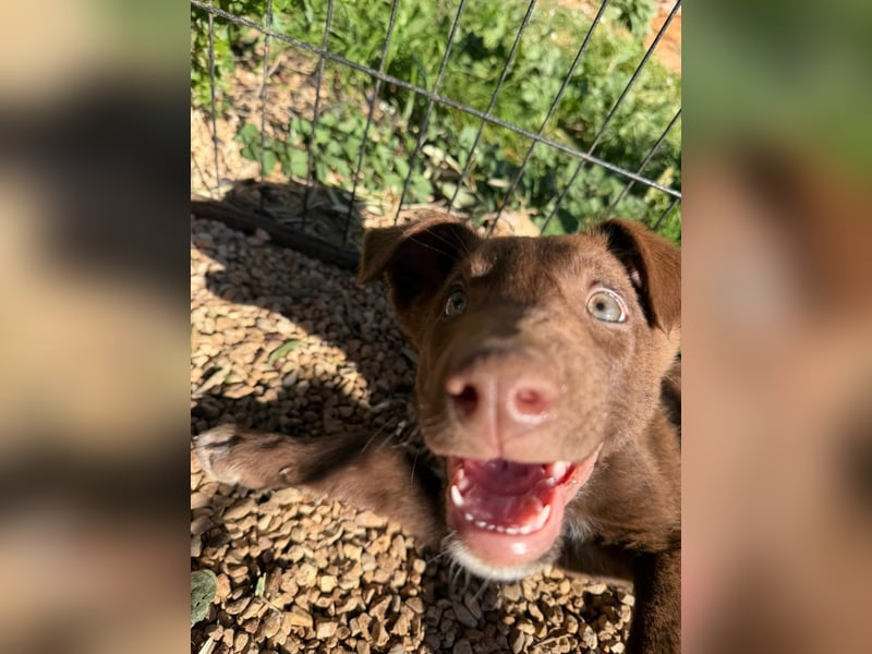 Muss Georg alleine im Tierheim zurück bleiben ?