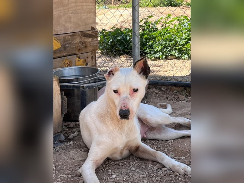 Nata – zartes Herz sucht liebevolles Zuhause