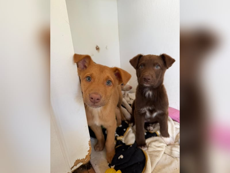 Muss Georg alleine im Tierheim zurück bleiben ?