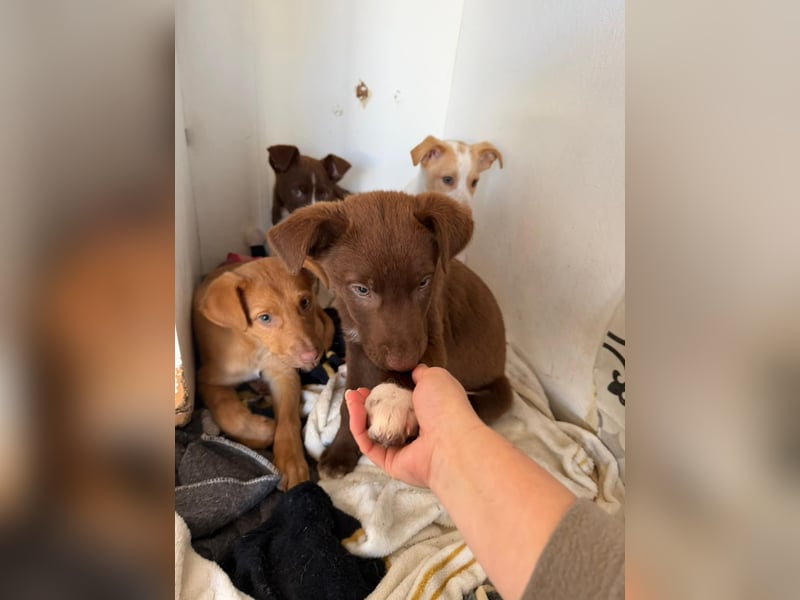 Muss Georg alleine im Tierheim zurück bleiben ?