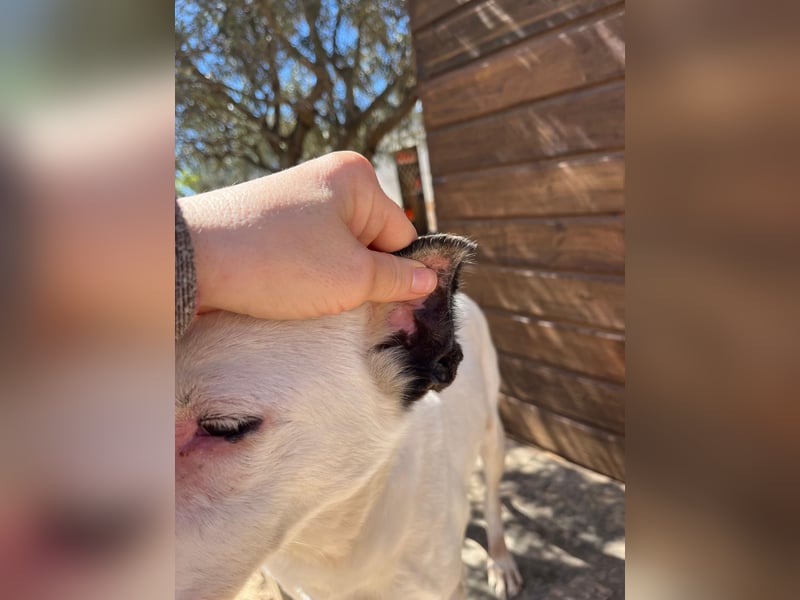 Nata – zartes Herz sucht liebevolles Zuhause