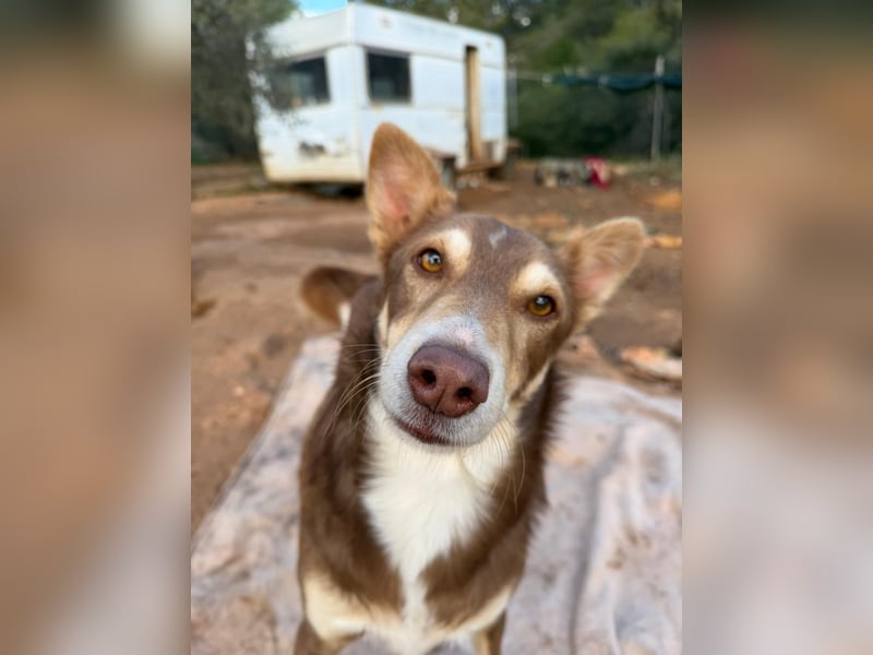 fröhlicher freundlicher agiler JACO