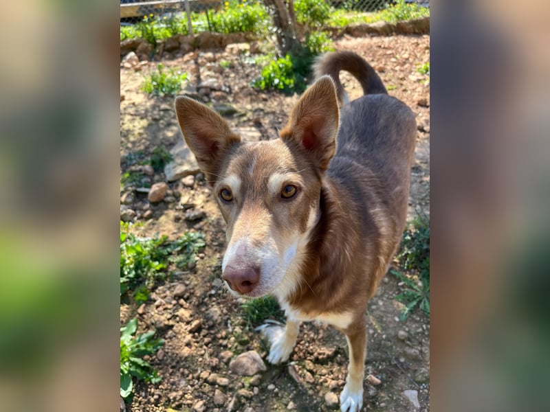 fröhlicher freundlicher agiler JACO