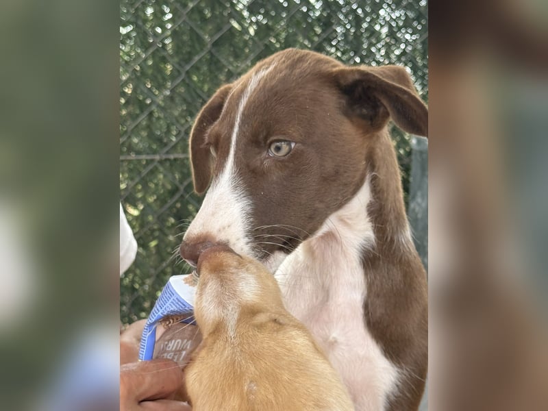 RUBY sucht ihre Familie