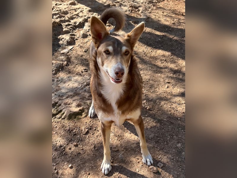 fröhlicher freundlicher agiler JACO