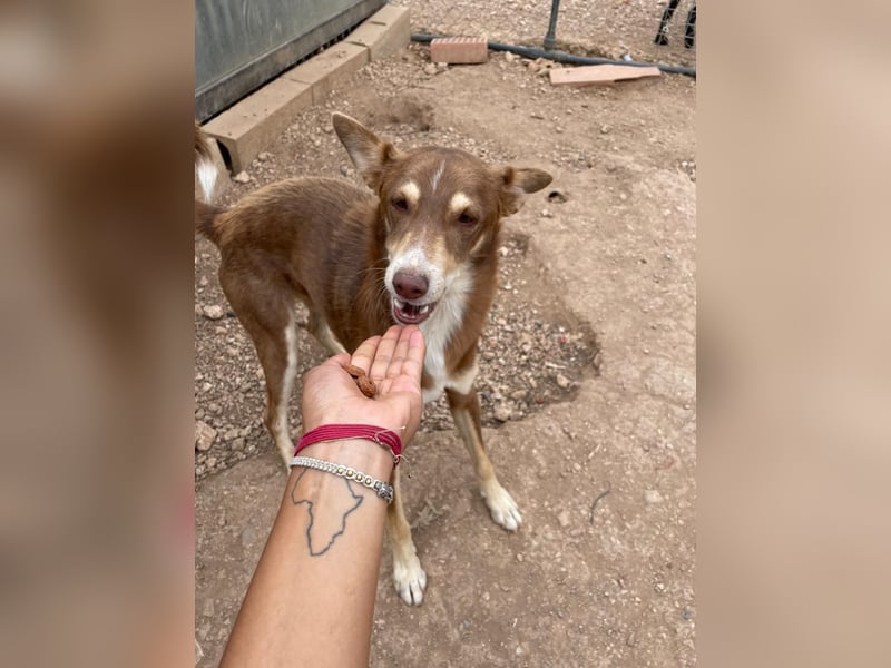 fröhlicher freundlicher agiler JACO