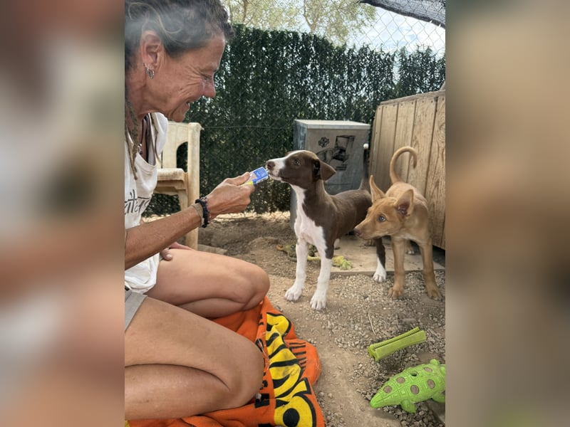 PEPE sucht liebevolles Zuhause