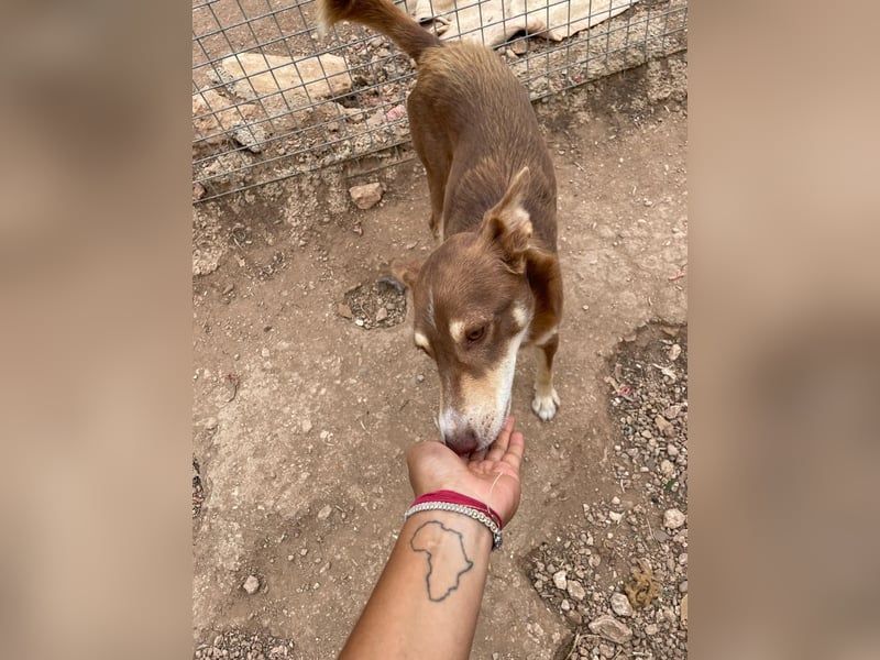 fröhlicher freundlicher agiler JACO