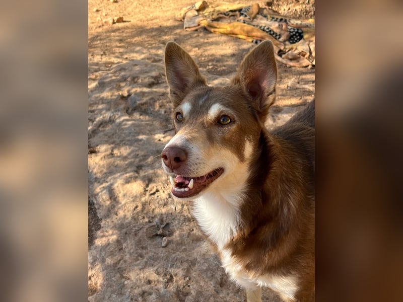 fröhlicher freundlicher agiler JACO