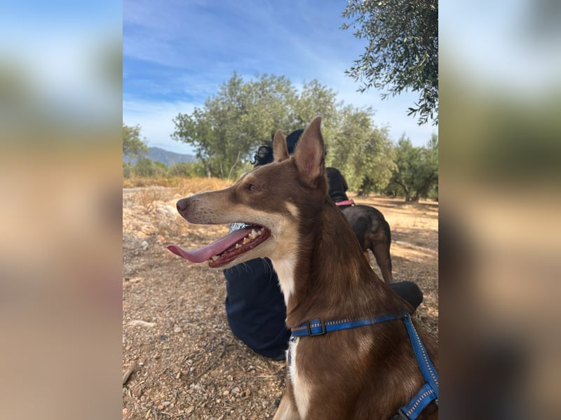 fröhlicher freundlicher agiler JACO