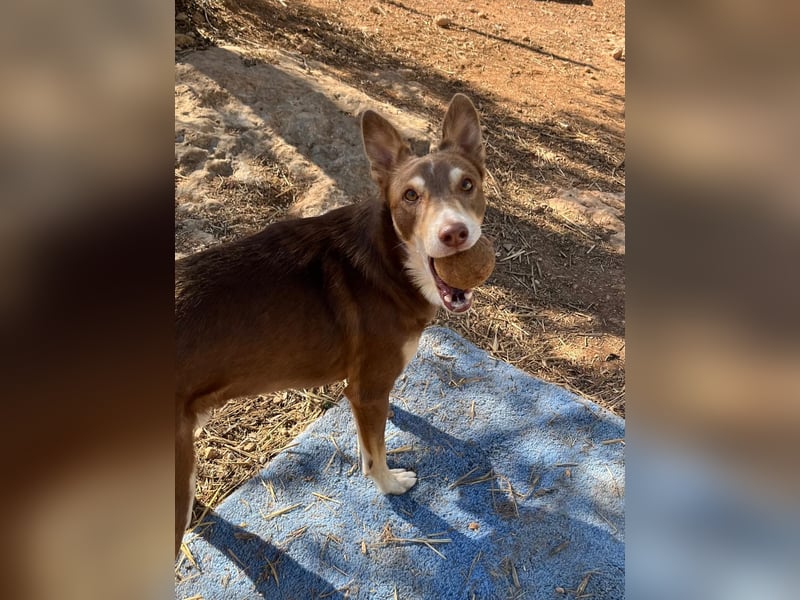 fröhlicher freundlicher agiler JACO