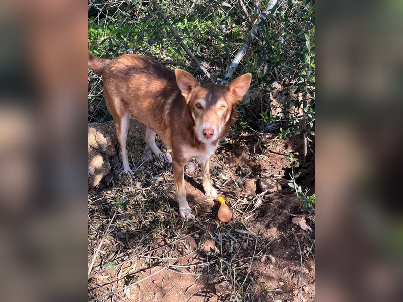 fröhlicher freundlicher agiler JACO