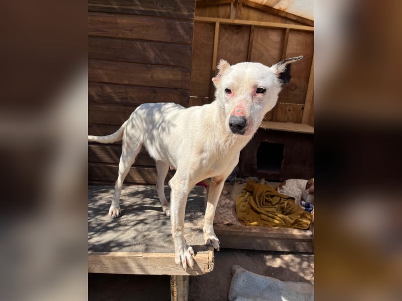 Nata – zartes Herz sucht liebevolles Zuhause