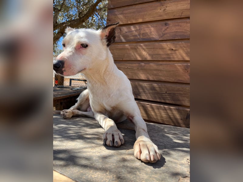 Nata – zartes Herz sucht liebevolles Zuhause