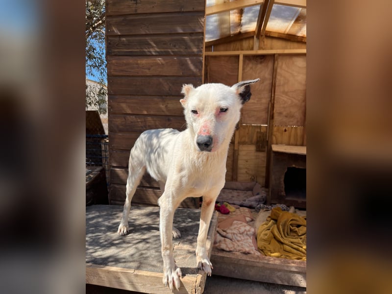 Nata – zartes Herz sucht liebevolles Zuhause