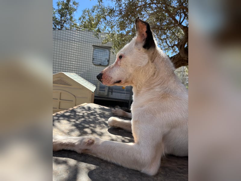 Nata – zartes Herz sucht liebevolles Zuhause