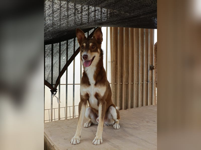 fröhlicher freundlicher agiler JACO