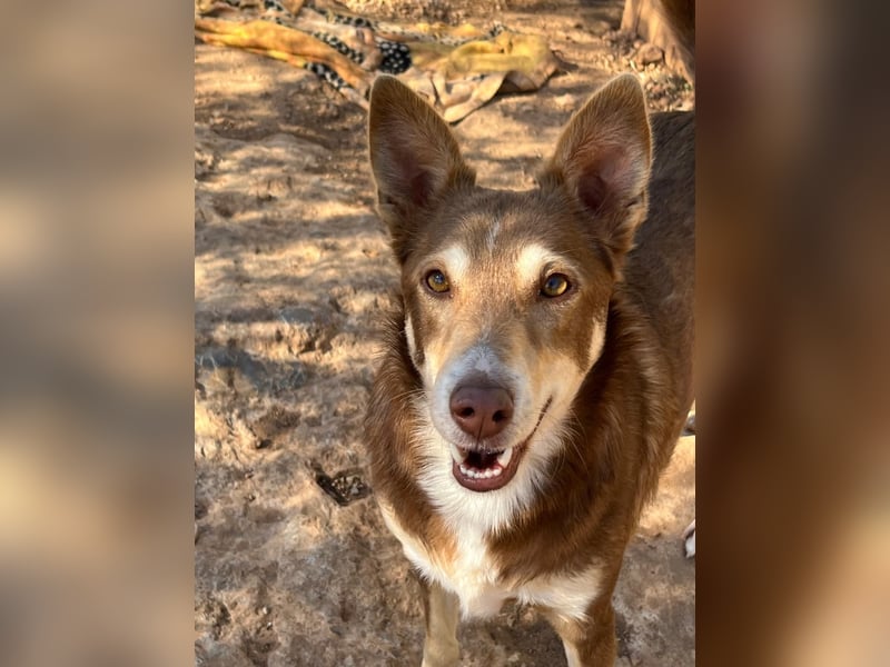 fröhlicher freundlicher agiler JACO