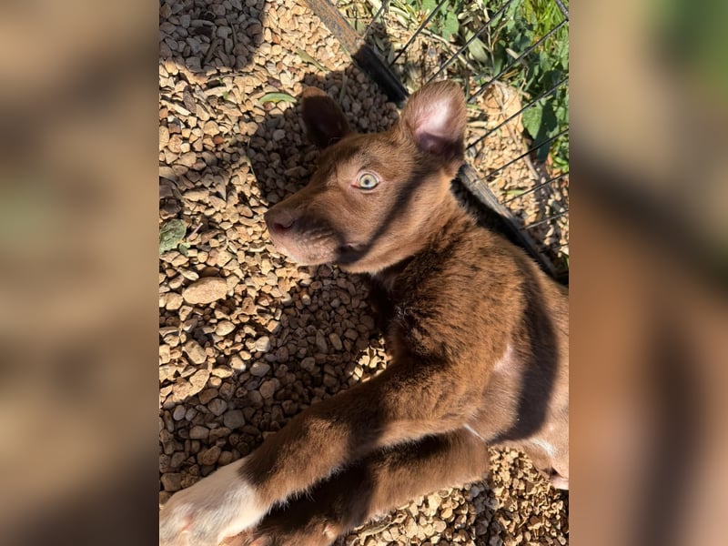 Muss Georg alleine im Tierheim zurück bleiben ?